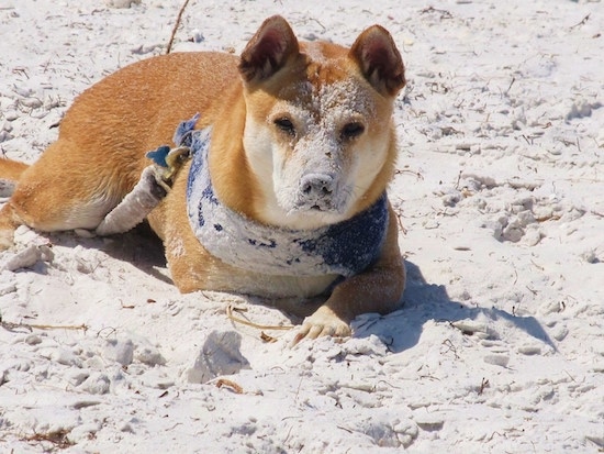 View from the front - A tan with white Shiba Inu/Shar Pei/Bassett Hound mix breed dog is laying outside on a beach, it is wearing a blue bandana and it has sand all over its face and body.