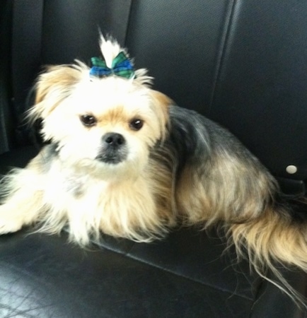 Side view - A long haired, tan and black Shorkie Tzu dog with a blue and green plaid bow in its hair that is pulling the fur up out of its eyes. The dog is laying across the back of a vehicle that has black leather seats. The dog has a black nose, black lips and black eyes.