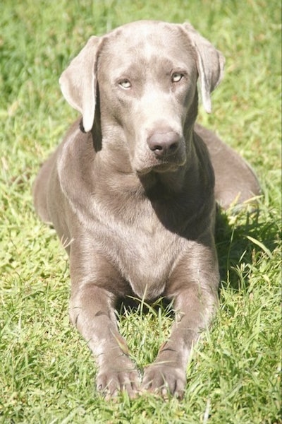 View from the front - A shiny-coated Silver Labrador Retriever is laying down in grass and looking forward. The dog's eyes are silver in color.