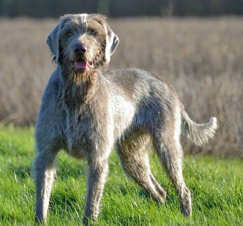 Front side view - A wiry grey Slovakian Wirehaired Pointer dog standing in grass looking forward with its mouth open and tongue out. It has ears that hang down to the sides and a long tail that it is carrying low.