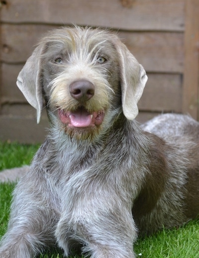 Close up front side view - A gray merle Slovakian Wirehaired Pointer dog laying in grass looking happy with its mouth open and tongue showing. There is a wooden building behind it. It has longer hair down its stop and on its snout and a brown nose.