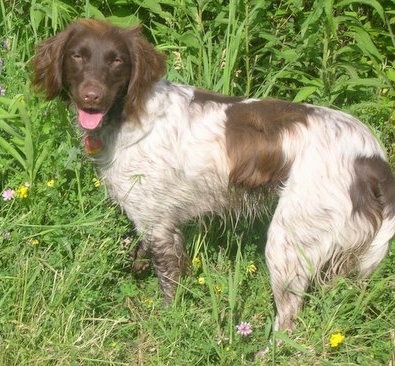 The left side of a brown and white Small Munsterlander dog standing in grass looking forward with its mouth is open and its tongue is sticking out. The dogs small eyes are squinting in the sun.