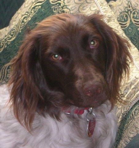 Close up head shot - A brown and white Small Munsterlander is sitting across a couch, it is looking forward and its head is slightly tilted to the left. It has longer hair on its ears.