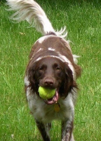 Front view - A brown and white Small Munsterlander is running across a grass surface and it has a tennis ball in its mouth.