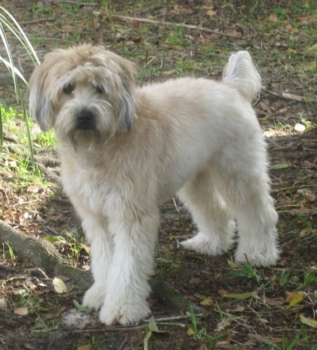 The front left side of a thick coated, soft looking, tan and brown Soft Coated Wheaten Terrier is standing across a dirt and grass surface. It is looking forward.
