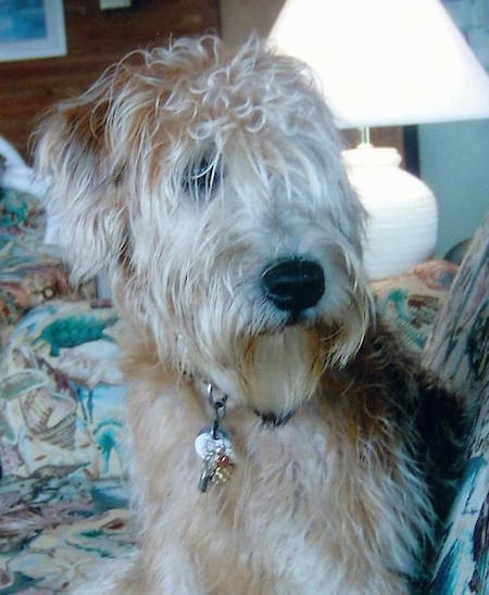 Close up - A tan and brown Soft Coated Wheaten Terrier dog sitting on bed towards the pillows. It is looking to the right. The hair on its face is covering up its eyes.