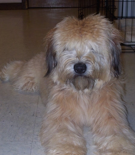 Close up - A brown with black Soft Coated Wheaten Terrier is laying on a tiled floor and it is looking forward. There is a small cage behind it. It has thick hair that is covering up its eyes.