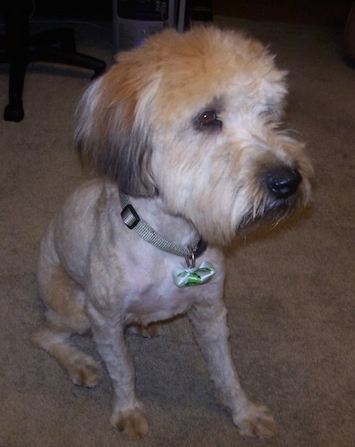 Close up - A  freshly groomed shaved brown with black Soft Coated Wheaten Terrier is sitting on a carpet and it is looking to the right. It has longer hair on its head.