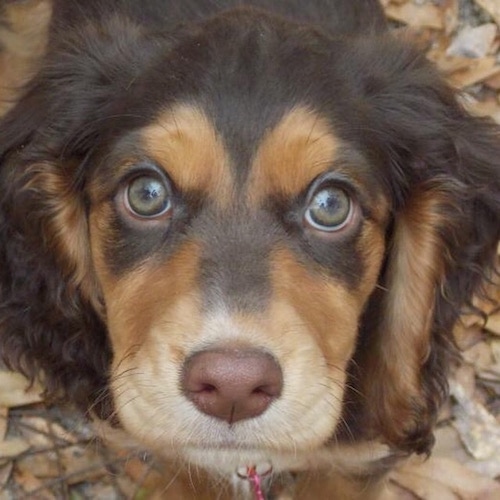 Close up head shot - A brown and black with white Sprocker Spaniel is standing on a pile of leaves and it is looking up. It has wide round hazel eyes and a brown nose.