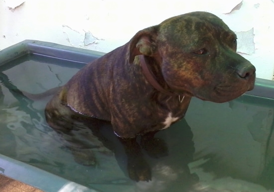 The front right side of a brindlw English Staffordshire Bull Terrier that is sitting in a tub of water and it is looking to the right.