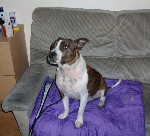 Thefront left side of a wide brown and white Staffordshire Bull Terrier dog sitting across a gray couch on top of a purple blanket.