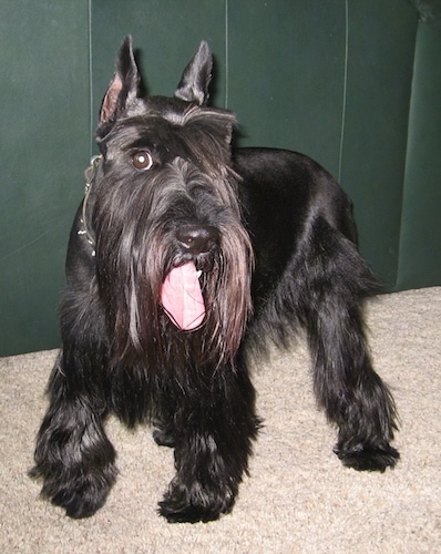 Front side view of a black, long haired, shiny coated dog with ears that stand up to a point, dark eyes and longer hair on his face and legs looking happy with one front paw in the air.