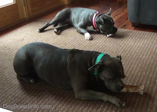 Two Pit Bull Terriers laying on a rug. One is chewing a bone