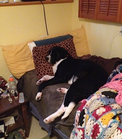 The left side of a huge black with white Swiss Newfie dog sleeping on a bed with its head on a brown leopard print pillow.