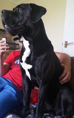 The front left side of a black and white Taylors Minidane dog sitting on a couch. There is a person in a red shirt sitting with a phone in one hand and his arm around the large dog. The dog has a blocky muzzle.