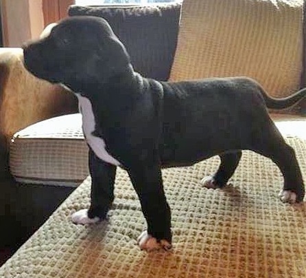 The front left side of a small, thick, black with white Taylor Bulldane puppy standing across a couch and it is looking to the left.