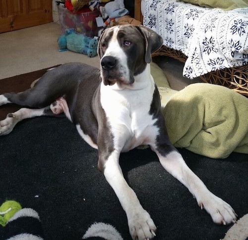 The front right side of a tall, large breed, gray and white Taylors Minidane dog laying across a rug looking up and to the left.