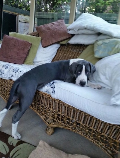 The back right side of a gray and white Taylors Bulldane puppy is laying on top and across a wicker chair that is in a sunroom.