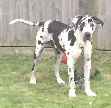 Front side view - A blue-eyed black and white harlequin Taylors Bulldane is standing across a yard and it is chained to a tree. There is a red ball behind the tree. The dog has a long tail.
