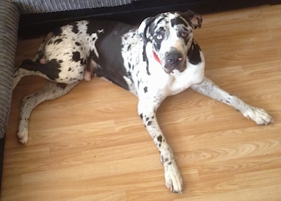 A blue-eyed harlequin Taylors Minidane dog laying across a hardwood floor in front of a couch looking up.
