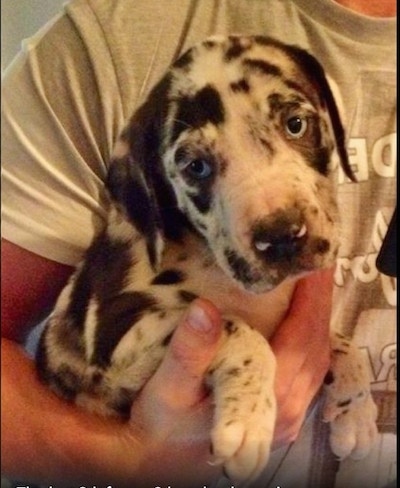 Close up - A blue-eyed harlequin Taylors Minidane puppy is being held under the arm of a person. The puppy is looking down and to the left.