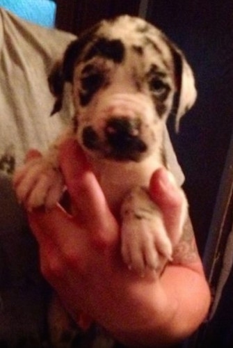 Close up - A person is holding a small harlequin Taylors Bulldane puppy in their hand. The dog is looking forward.
