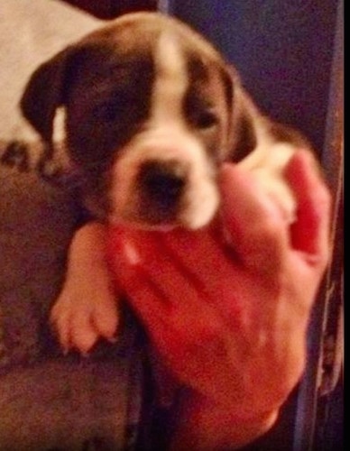 Close up - A small blue and white Taylors Bulldane puppy is being held in the hand of a person and it is looking forward.