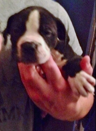 Close up - A young black and white Taylors Bulldane puppy is laying in the hand of a person and it is looking forward.