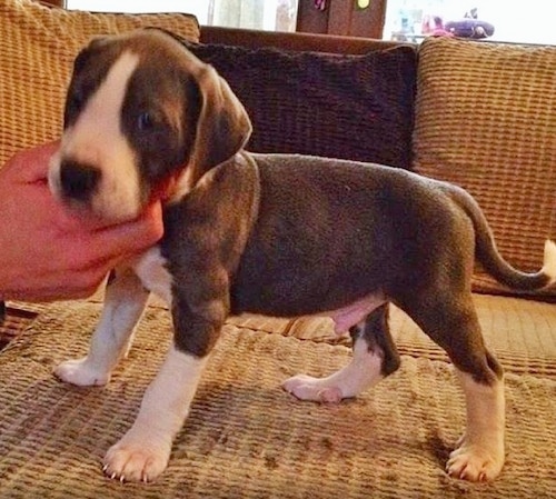 The front left side of a young blue and white Taylors Bulldane puppy that is standing across a couch, it is looking forward and a person is touching under its chin.