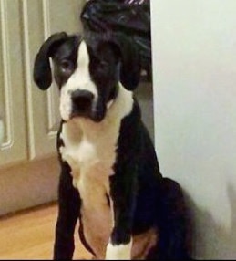 Front view - A black and white Taylors Bulldane puppy is sitting across a hardwood floor, its back is against a wall and it is looking forward.