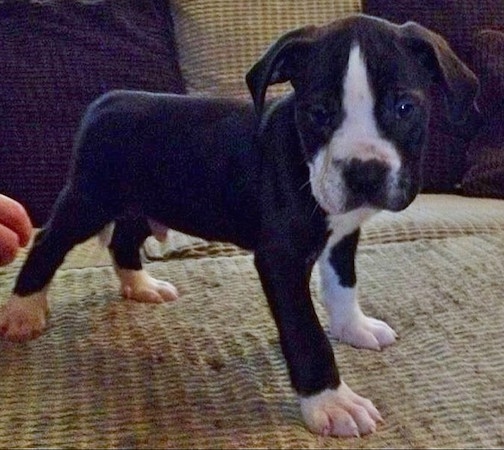 The front right side of a small black and white Taylors Bulldane puppy standing across a couch looking down and forward. There is a person reaching towards the back of the puppy.