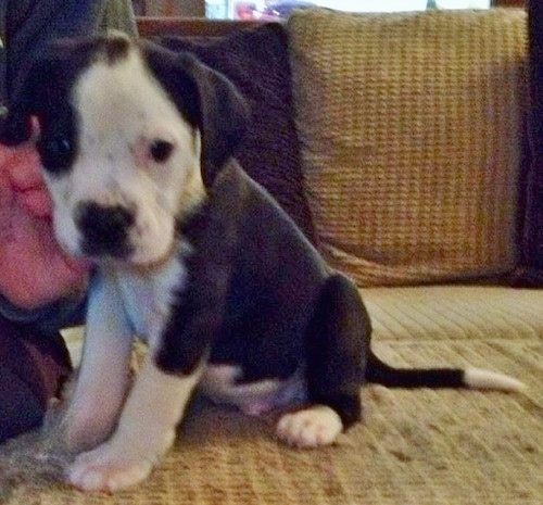 The front left side of a black and white Taylors Bulldane puppy sitting across a couch and it is looking forward. There is a person next to it petting its head.