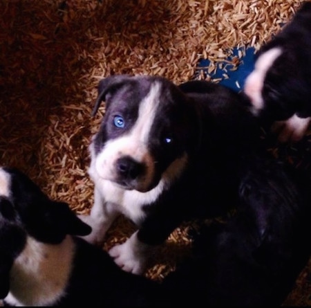 Top down view of a blue-eyed black and white Taylors Bulldane puppy that is sitting on a surface with wood chips over it. There are other puppies around it.