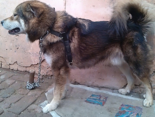Left Profile - A large breed, thick coated, black, brown and white Tibetan Mastiff that is standing across a sidewalk.
