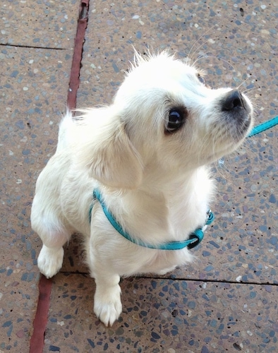 A small white dog wearing a teal-blue harness looking up sitting outside on a sidewalk. It has a black nose and dark eyes.