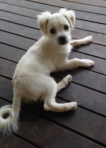 A small white dog with a short coat laying on a wooden deck. It has a ring at the end of its long tail.