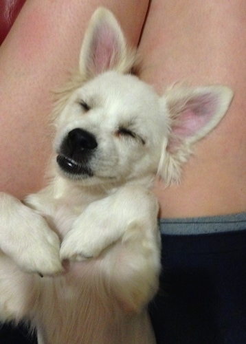 A perk eared white dog laying belly-up on a person's lap. The dog is relaxed with its front paws hanging over its chest and its eyes closed. Its teeth are showing a little because its mouth is relaxed. It has perk ears.