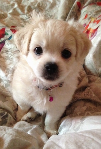 A little white with tan puppy sitting on a human's bed looking up at the camera. It has dark round eyes and a black nose.