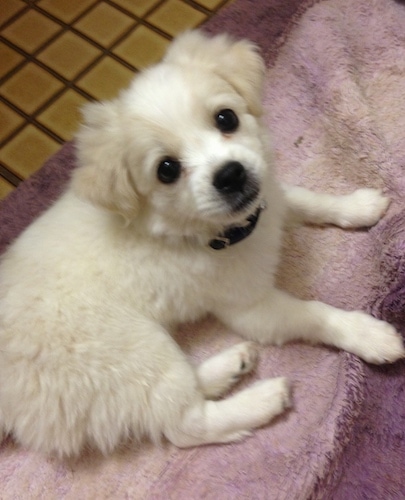 A soft looking, little white with tan puppy laying on a purple throw rug on top of a yellow tiled floor.