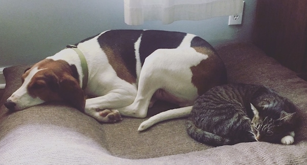 The left side of a white, black and brown Treeing Walker Coonhound dog sleeping across a carpeted surface with its head on a pillow and behind it is a sleeping cat.