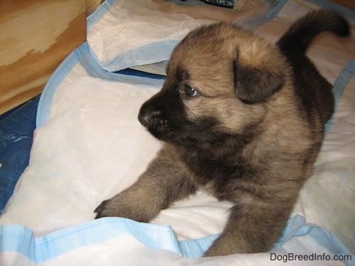 A Shepherd puppy is laying on top of pee pads and looking to the left