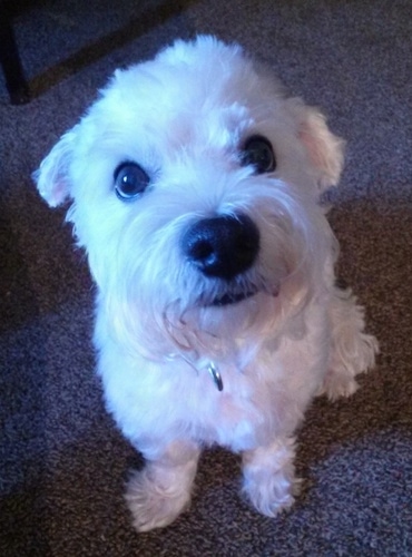 A soft coated, pure white Wee-Chon dog is sitting on a carpet and looking up. The small dog has large black eyes a large black nose and its ears are slightly pinned back.