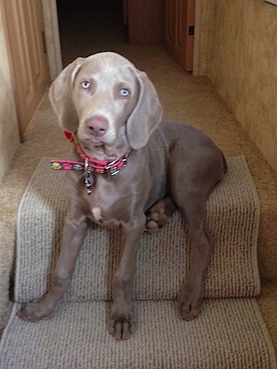 A light silver Weimaraner puppy is sitting on a top step, its head is slightly tilted to the right and it is looking forward. The dog's eyes are silver and its ears are soft and wide hanging down to the sides. It is wearing a pink and brown collar with colorful paw prints on it.