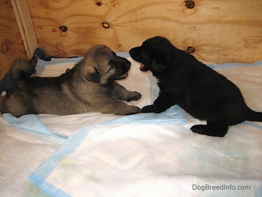 Two puppies are laying in front of each other in a Whelping box on top of pee pads. The black puppy is about to bite the tan puppy.