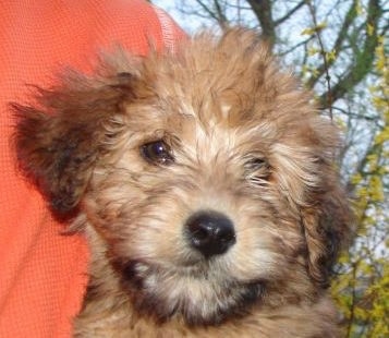 Close up head shot - a fluffy wavy brown and tan coated dog with a black nose and brown eyes.