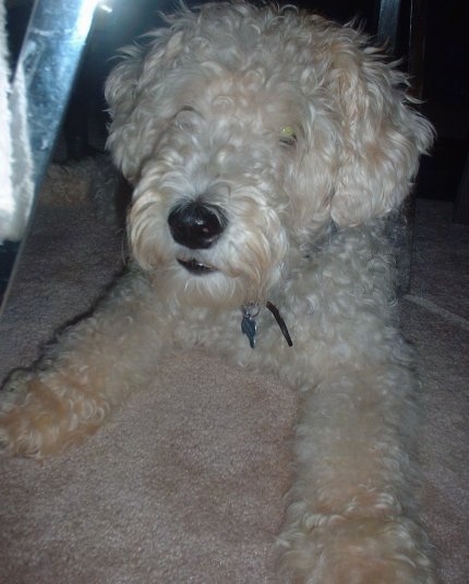 Close up front view - A tan curly-coated, Wire Fox Terrier is laying on a tan carpet under a coffee table.