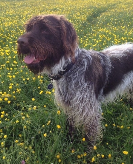 Side view upper body shot - A brown and white Wirehaired Pointing Griffon is standing in a field of yellow buttercup flowers.