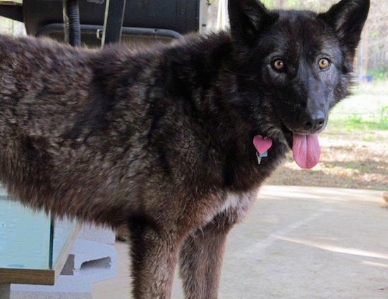 Close up - The right side of a black and brown Wolfdog that is standing across a parking lot. It is looking forward and it is panting. Its eyes are golden brown and it has perk ears and a thick coat.