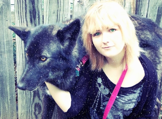 A black and brown Wolfdog with golden brown eyes is standing in front of a fence and a blond haired lady with green eyes is in front of him with her hand on its head.