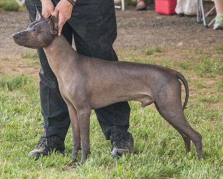 The left side of a black hairless Xoloitzcuintli is standing in grass with a person in black pants holding on to the Xoloitzcuintli's collar. The dog's tail is down and slightly tucked under.